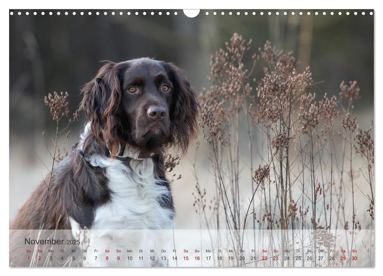 Bild: 9783457145739 | Der kleine Münsterländer (Wandkalender 2025 DIN A3 quer), CALVENDO...