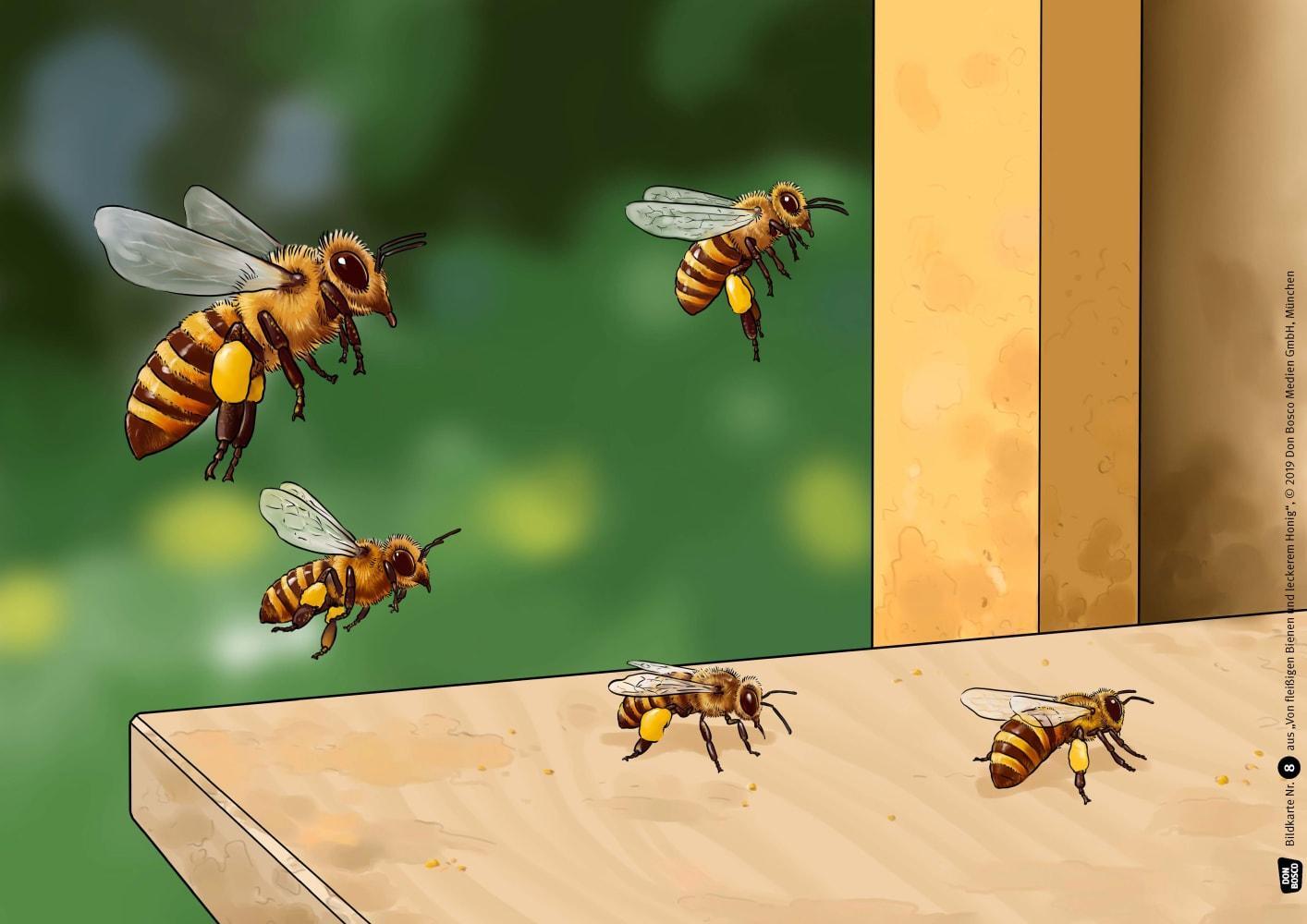 Bild: 4260179515507 | Von fleißigen Bienen und leckerem Honig. Kamishibai Bildkartenset.