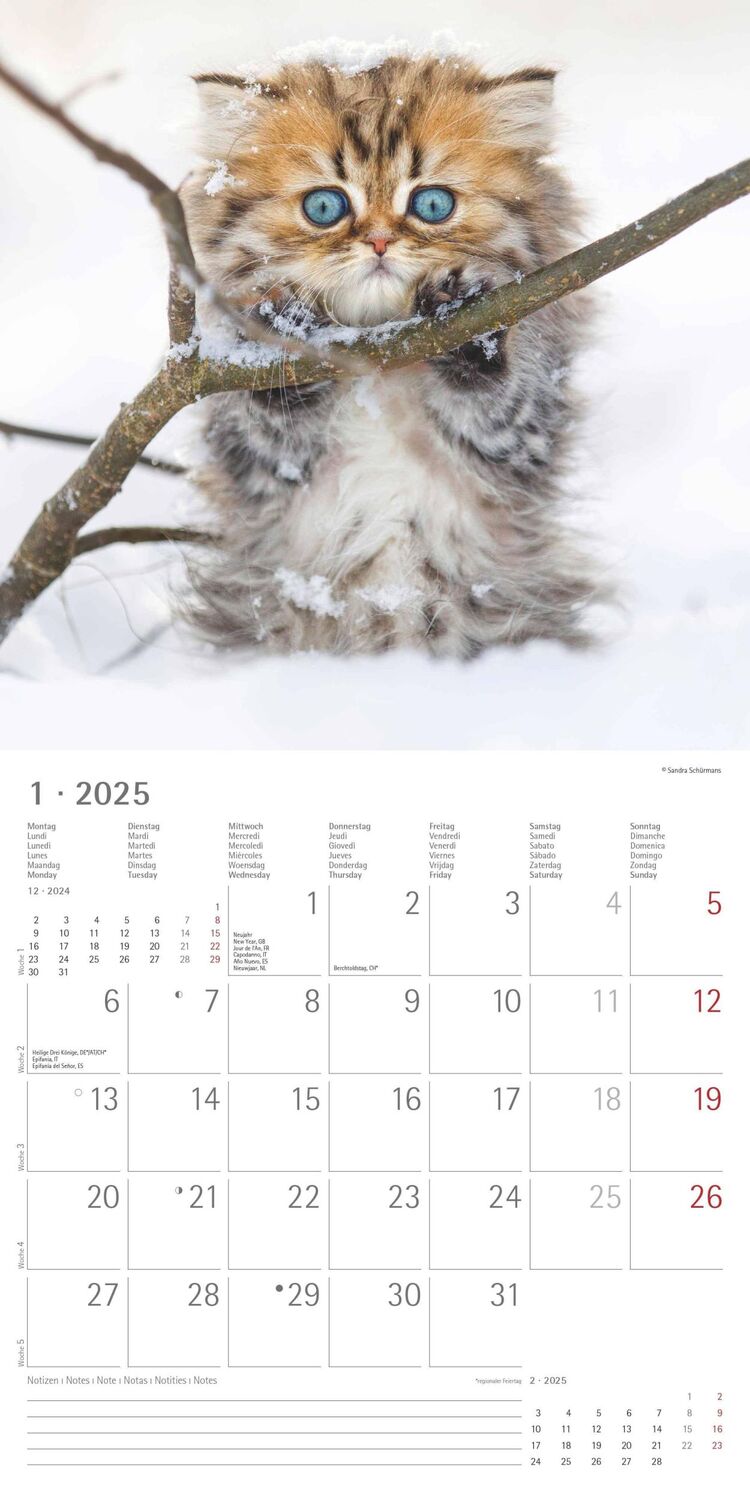 Bild: 4251732340681 | Katzenbabys 2025 - Broschürenkalender 30x30 cm (30x60 geöffnet) -...