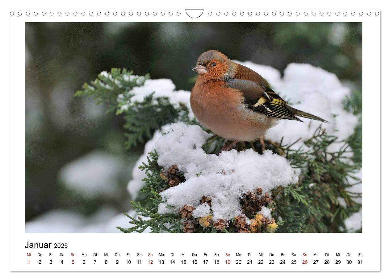 Bild: 9783435474677 | Heimische Gartenvögel - Gefiederte Freunde (Wandkalender 2025 DIN...