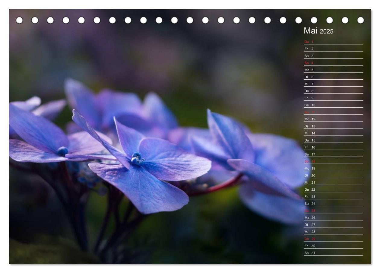 Bild: 9783435506040 | Die Hortensie und ihre vielen Gesichter (Tischkalender 2025 DIN A5...