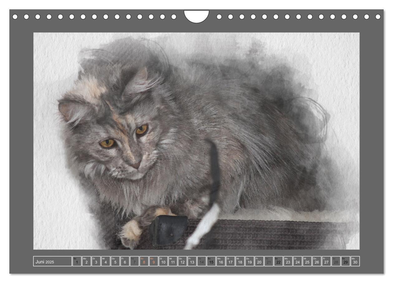 Bild: 9783435024506 | Maine Coon Aquarelle (Wandkalender 2025 DIN A4 quer), CALVENDO...