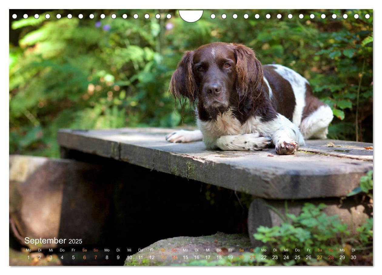 Bild: 9783435416066 | Faszination Jagdhund - Kleiner Münsterländer (Wandkalender 2025 DIN...