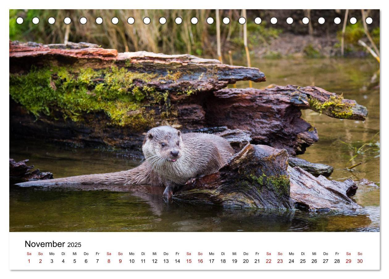 Bild: 9783435372102 | Otter - Jäger an Flüssen und Seen (Tischkalender 2025 DIN A5 quer),...