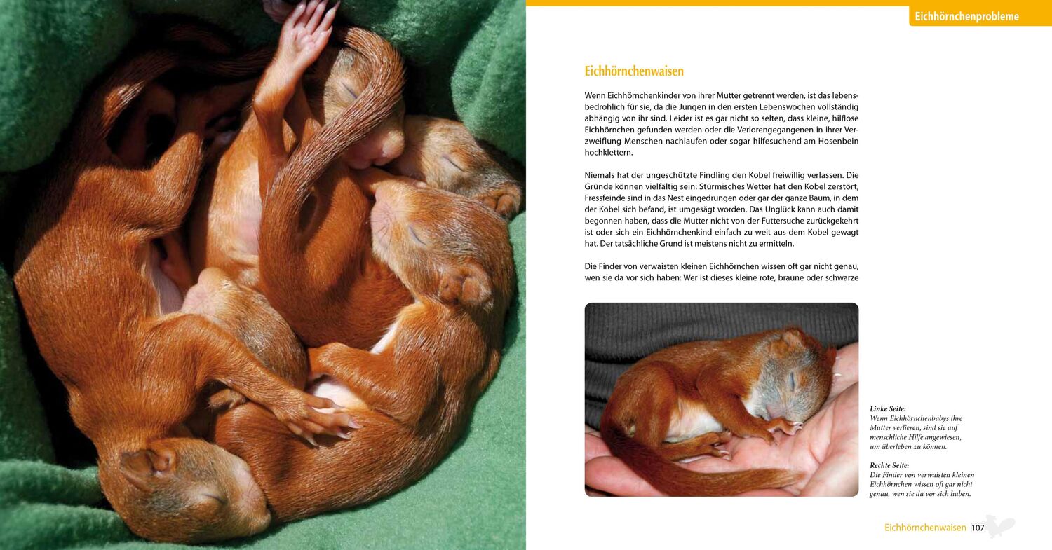 Bild: 9783895664410 | Eichhörnchen entdecken! | Birte Alber (u. a.) | Taschenbuch | 144 S.