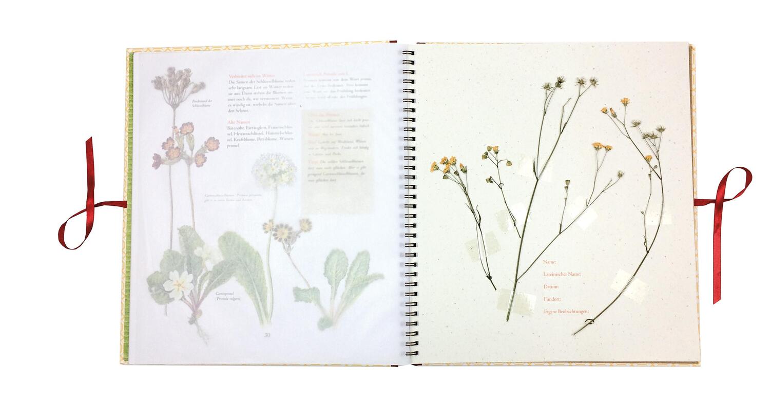 Bild: 9783737355285 | Auf der Hummelwiese - Das große Herbarium | Stefan Casta | Buch | 2018