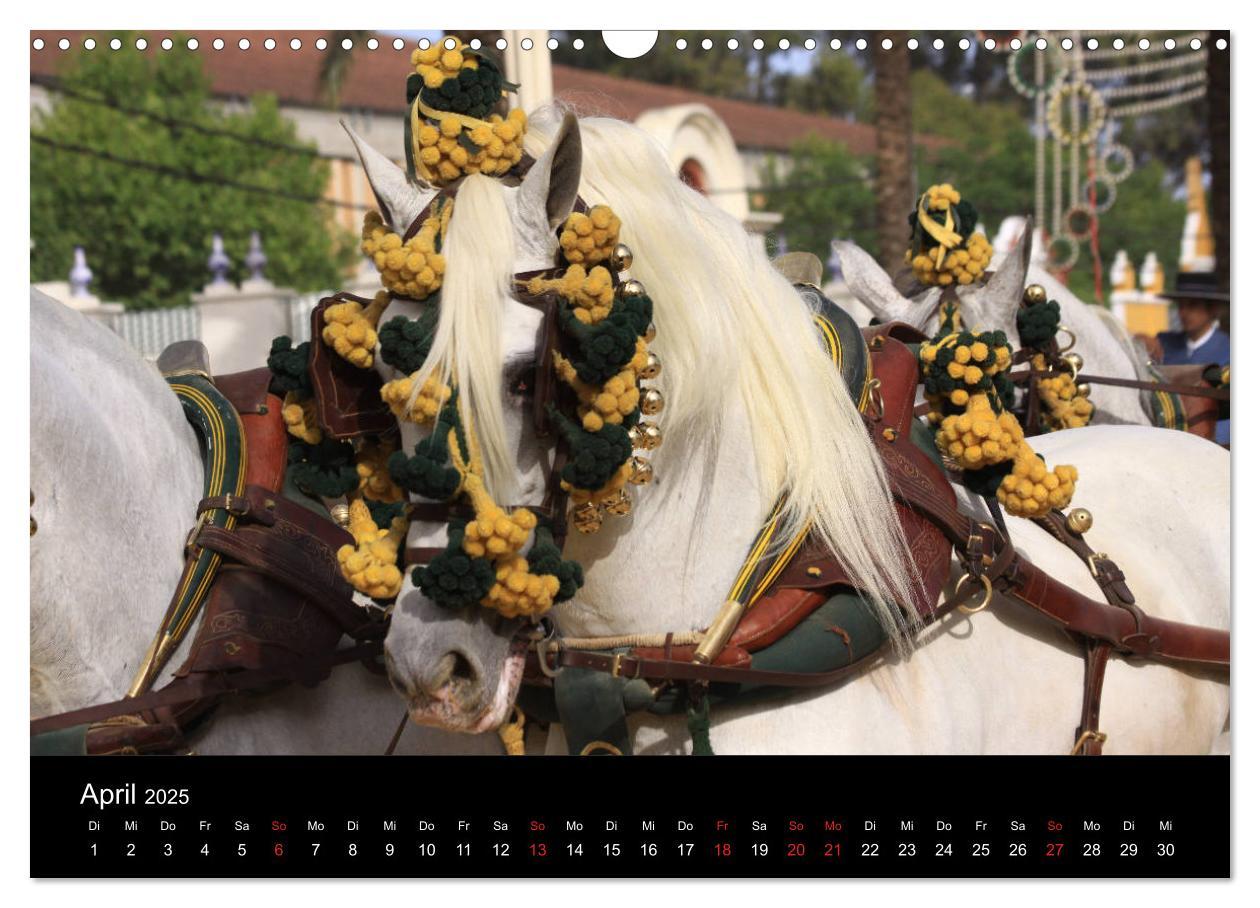 Bild: 9783435566822 | Caballos Spanische Pferde 2025 (Wandkalender 2025 DIN A3 quer),...