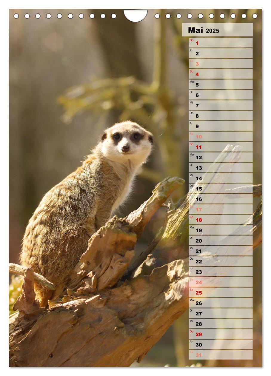 Bild: 9783435890996 | Erdmännchen, putzige Kerlchen mit großen Knopfaugen (Wandkalender...