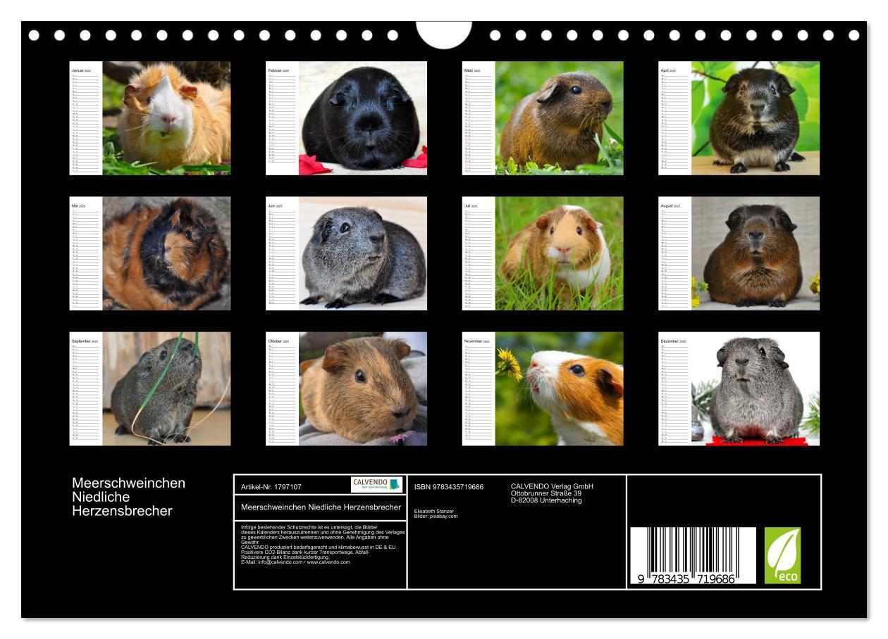 Bild: 9783435719686 | Meerschweinchen Niedliche Herzensbrecher (Wandkalender 2025 DIN A4...