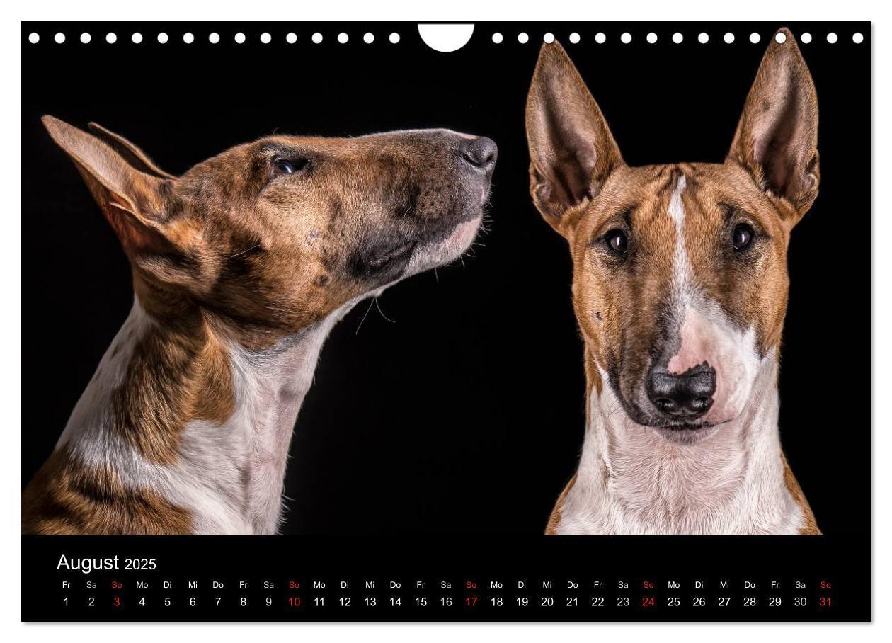 Bild: 9783435566716 | Bullterrier (Wandkalender 2025 DIN A4 quer), CALVENDO Monatskalender