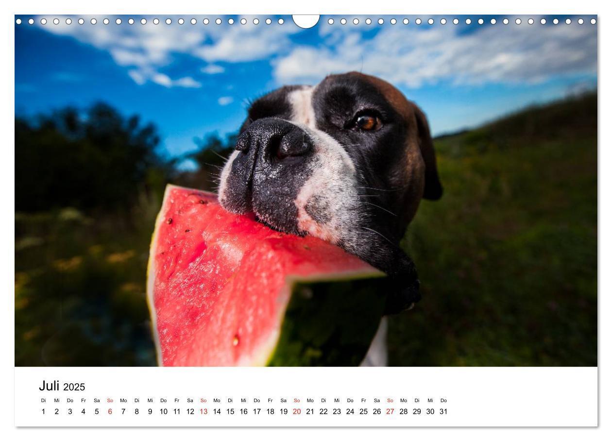 Bild: 9783435614196 | Deutscher Boxer (Wandkalender 2025 DIN A3 quer), CALVENDO...