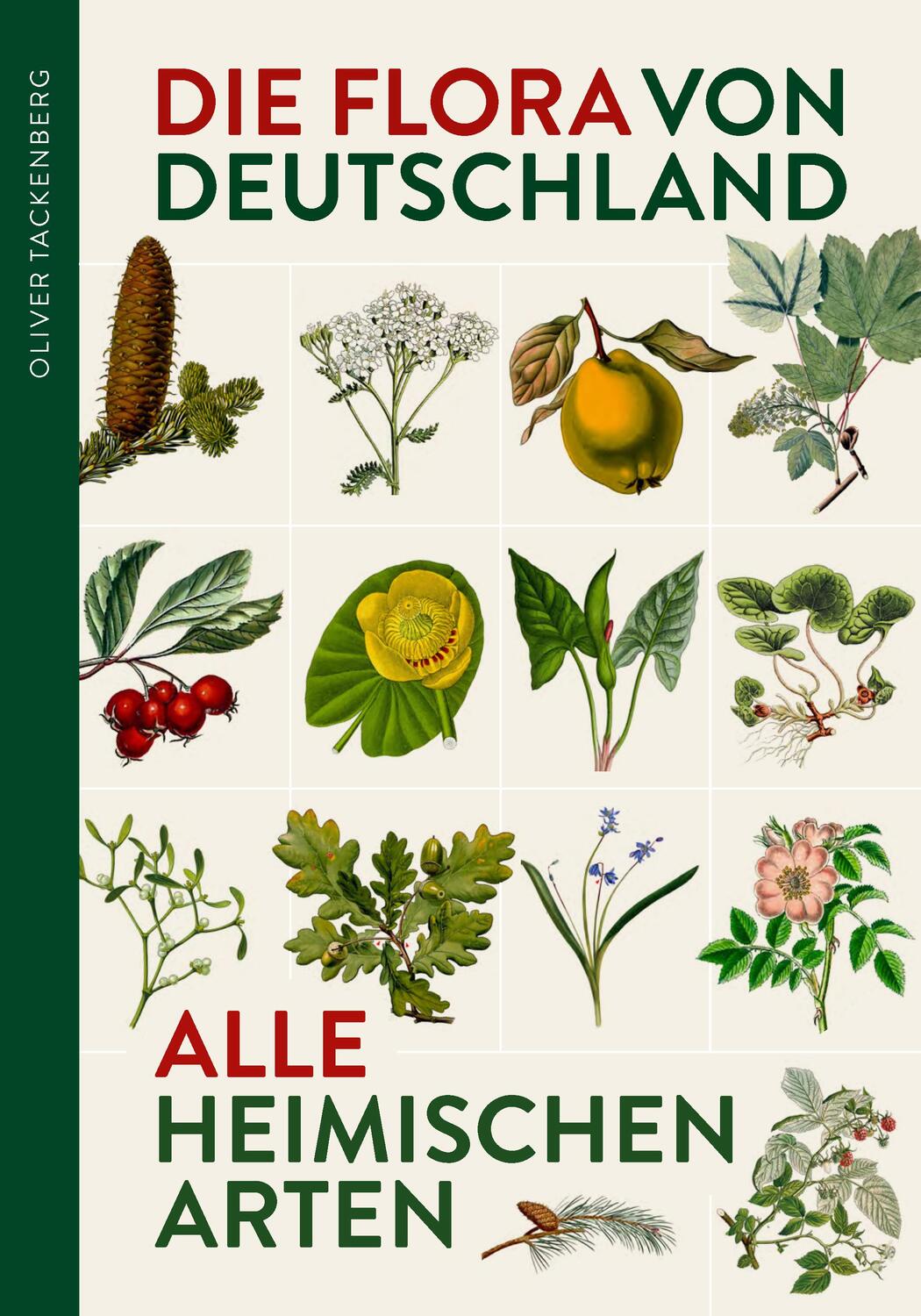 Cover: 9783968490649 | Die Flora von Deutschland. Alle heimischen Arten | Oliver Tackenberg