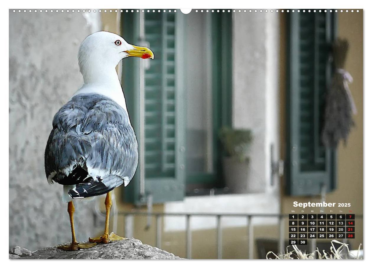 Bild: 9783435570232 | Wie ein Vogel in Rovinj! (Wandkalender 2025 DIN A2 quer), CALVENDO...