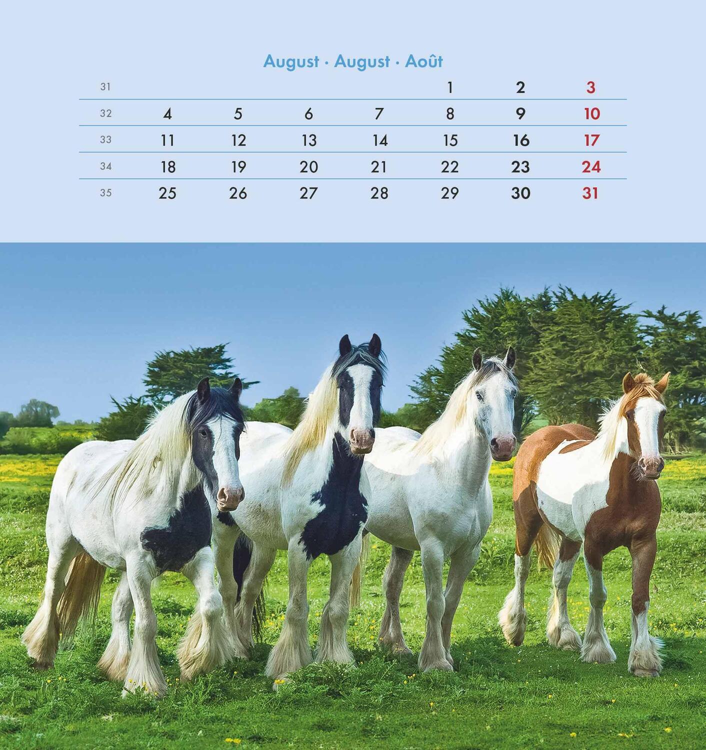 Bild: 4251732342302 | Pferde 2025 - Postkartenkalender 16x17 cm - Horses - zum Aufstellen...