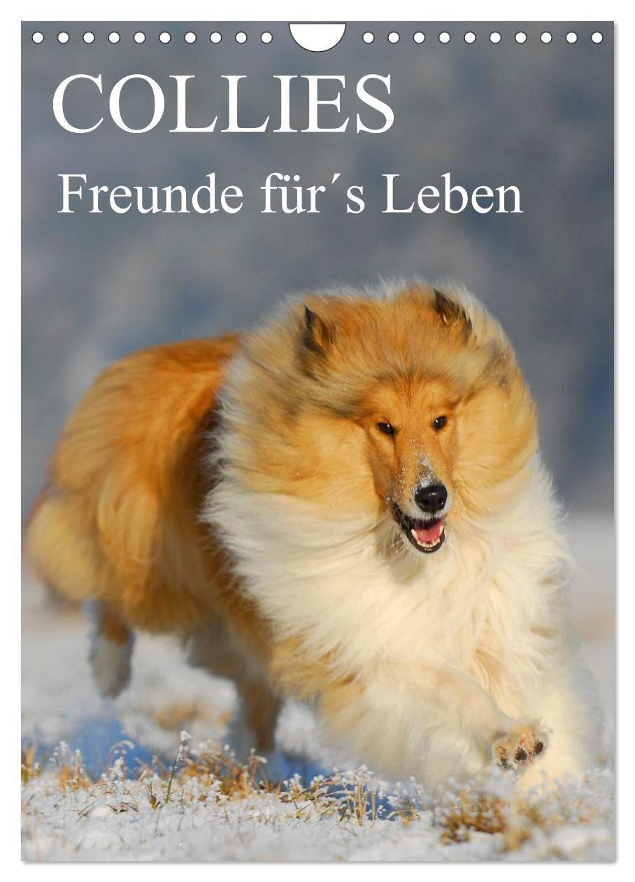Cover: 9783383357329 | Collies - Freunde für´s Leben (Wandkalender 2024 DIN A4 hoch),...
