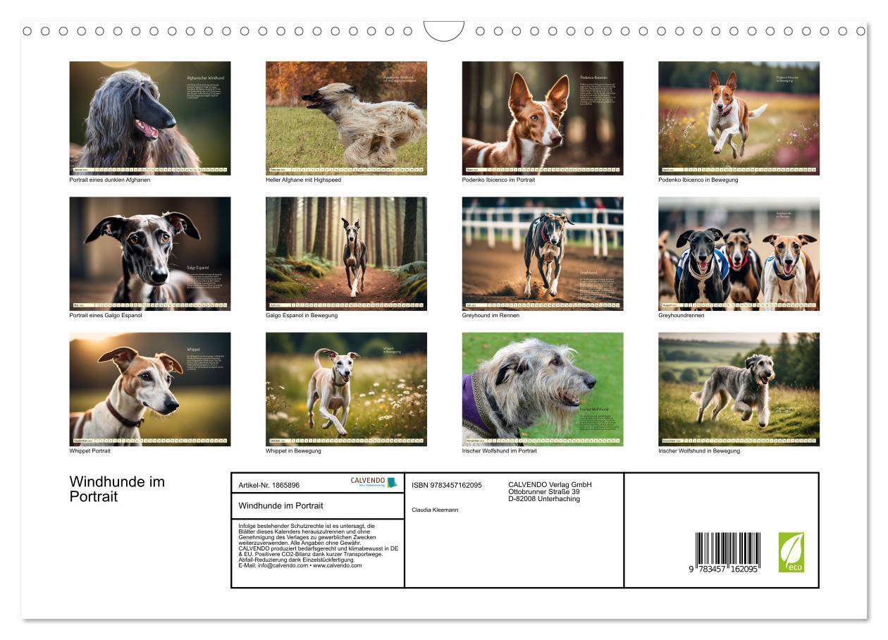 Bild: 9783457162095 | Windhunde im Portrait (Wandkalender 2025 DIN A3 quer), CALVENDO...