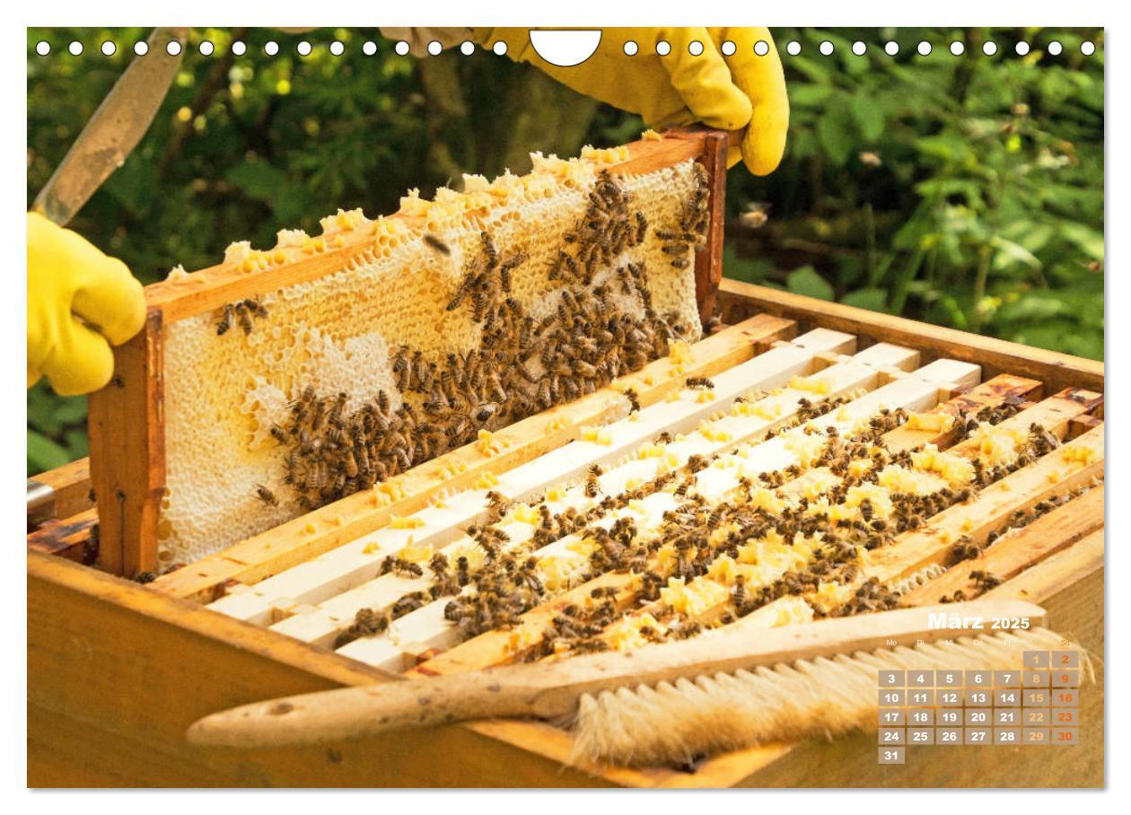 Bild: 9783435125142 | Ein Leben für den Honig - Bienen und Imker (Wandkalender 2025 DIN...