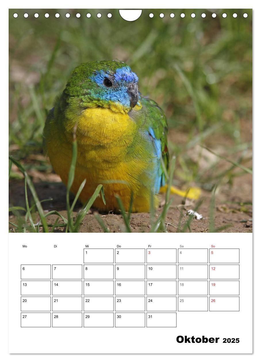 Bild: 9783435985418 | Papageien - Graupapagei, Rosella und Co. (Wandkalender 2025 DIN A4...