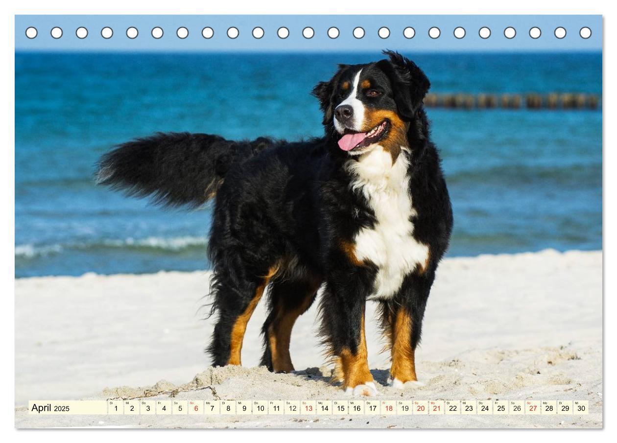 Bild: 9783435515783 | Berner Sennenhunde am Strand (Tischkalender 2025 DIN A5 quer),...