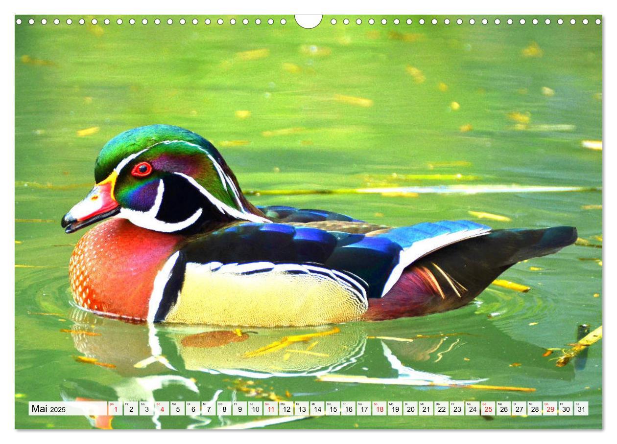 Bild: 9783435178704 | Enten. Bezaubernde und beliebte Schwimmer (Wandkalender 2025 DIN A3...