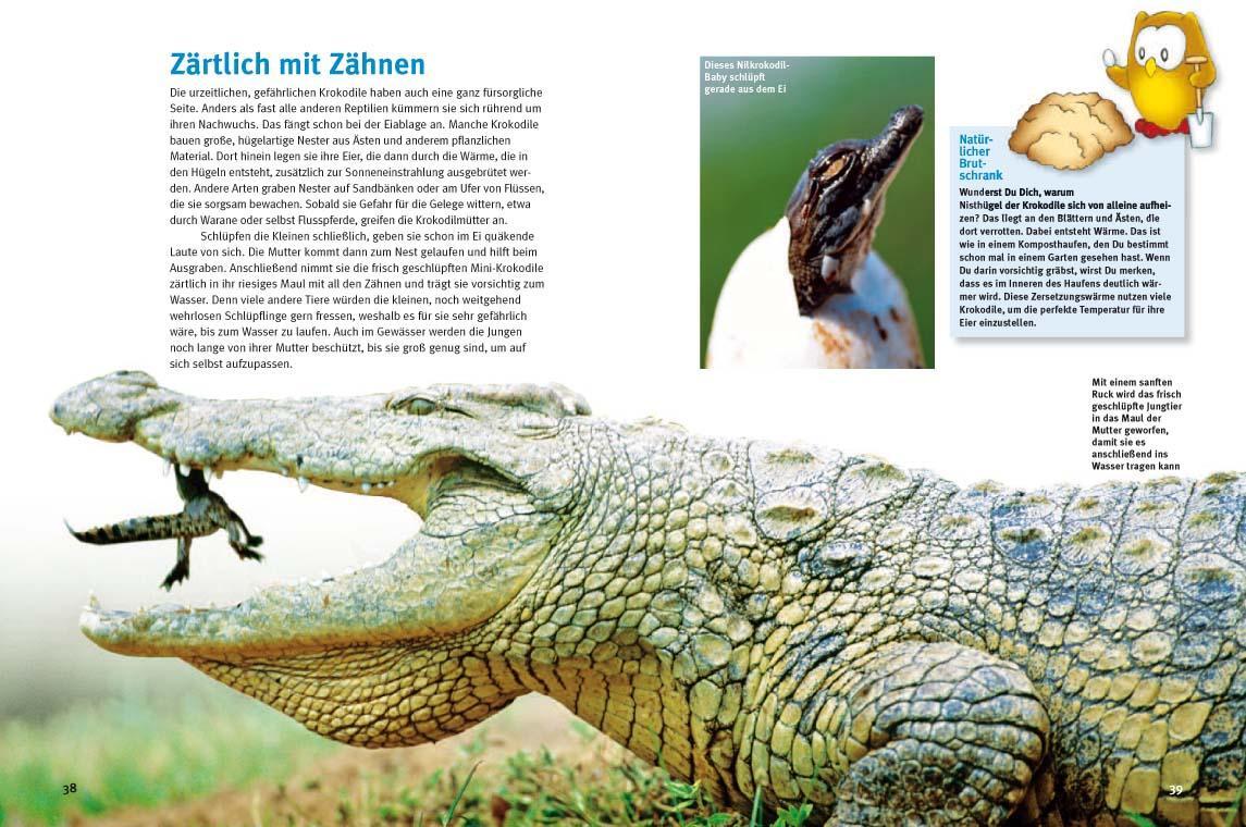 Bild: 9783866592353 | Entdecke die Reptilien | Heiko Werning | Buch | 56 S. | Deutsch | 2013