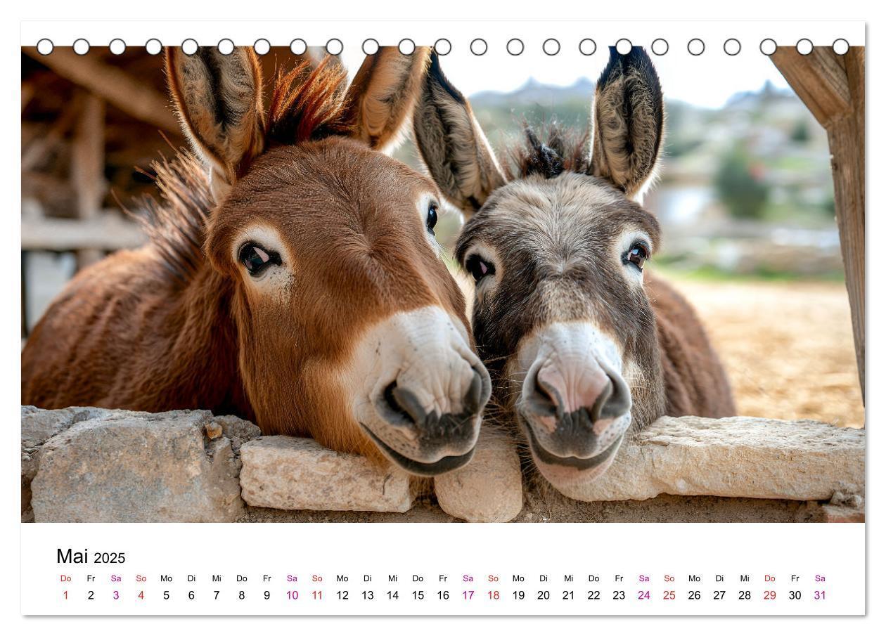 Bild: 9783457215357 | Esel - neugierige Typen (Tischkalender 2025 DIN A5 quer), CALVENDO...