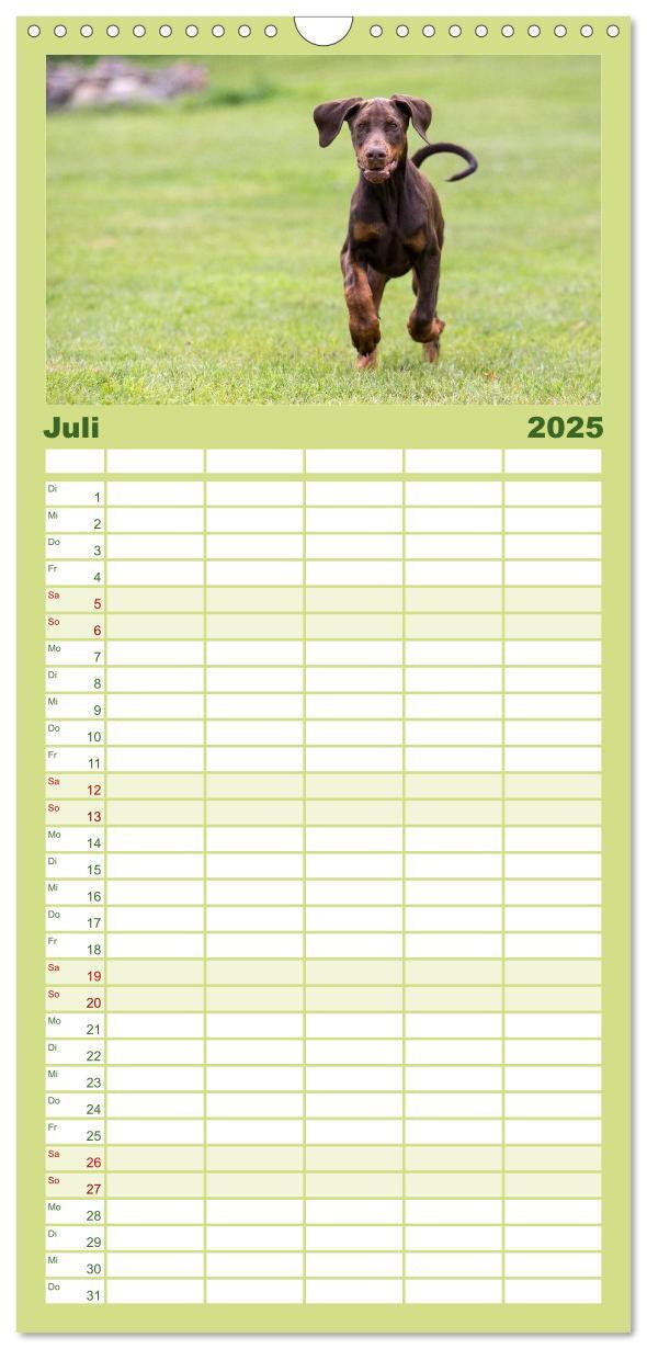 Bild: 9783457112137 | Familienplaner 2025 - Dobermann mit 5 Spalten (Wandkalender, 21 x...