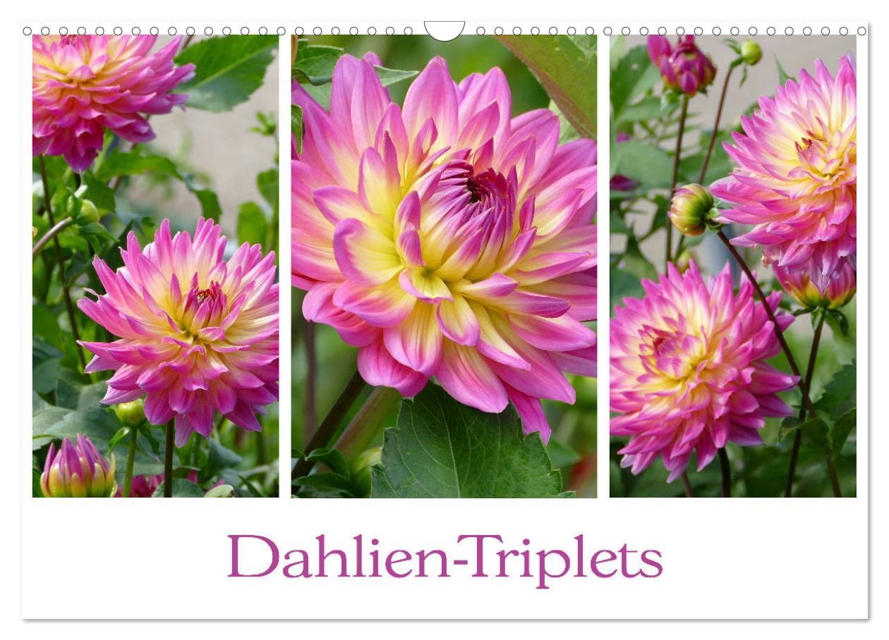 Cover: 9783435376247 | Dahlien-Triplets (Wandkalender 2025 DIN A3 quer), CALVENDO...