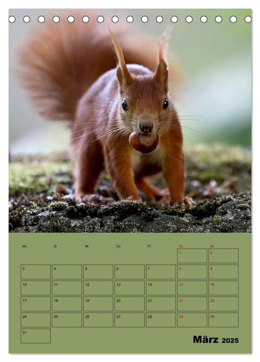 Bild: 9783435991075 | Eichhörnchen - Planer (Tischkalender 2025 DIN A5 hoch), CALVENDO...