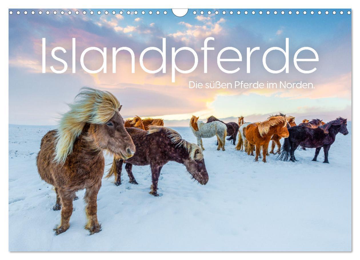 Cover: 9783457181584 | Islandpferde - Die süßen Pferde im Norden. (Wandkalender 2025 DIN...