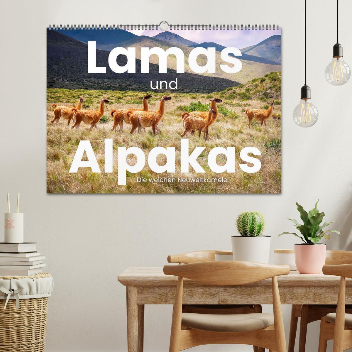 Bild: 9783435003068 | Lamas und Alpakas - Die weichen Neuweltkamele. (Wandkalender 2025...