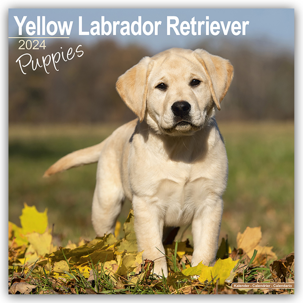 Cover: 9781804601143 | Yellow Labrador Retriever Puppies - Weiße Labradorwelpen 2024 | Ltd