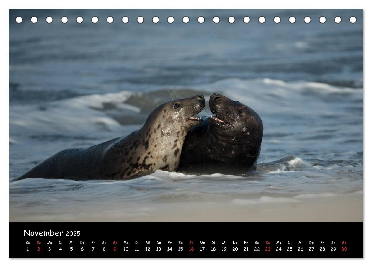 Bild: 9783435712014 | Robben auf Helgoland 2025 (Tischkalender 2025 DIN A5 quer),...