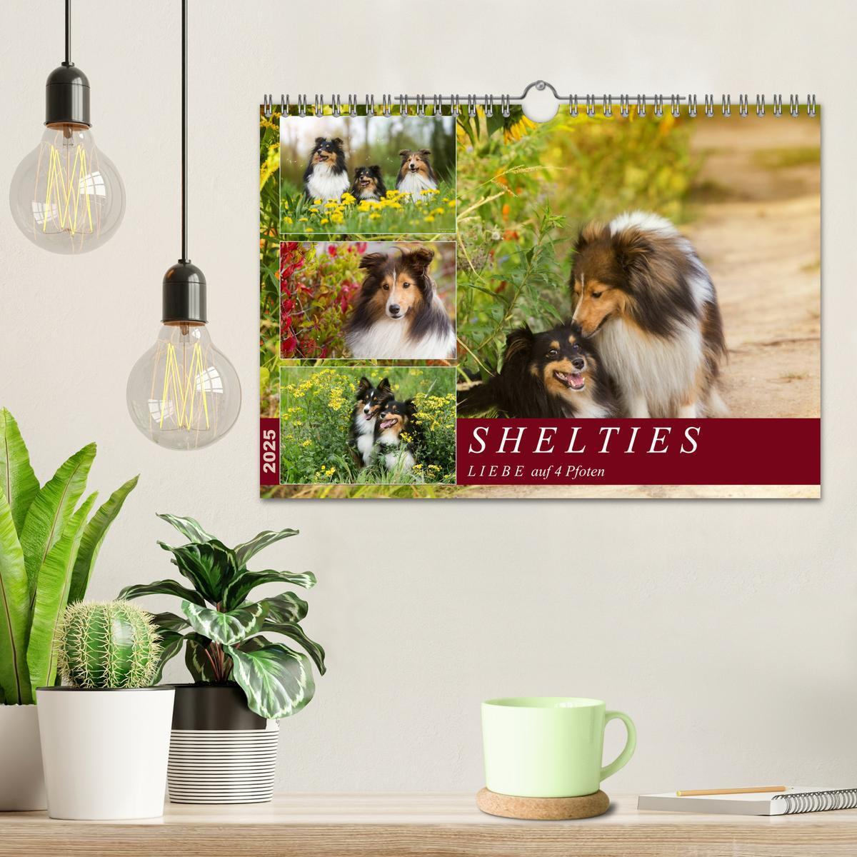 Bild: 9783435423705 | SHELTIES Liebe auf 4 Pfoten (Wandkalender 2025 DIN A4 quer),...