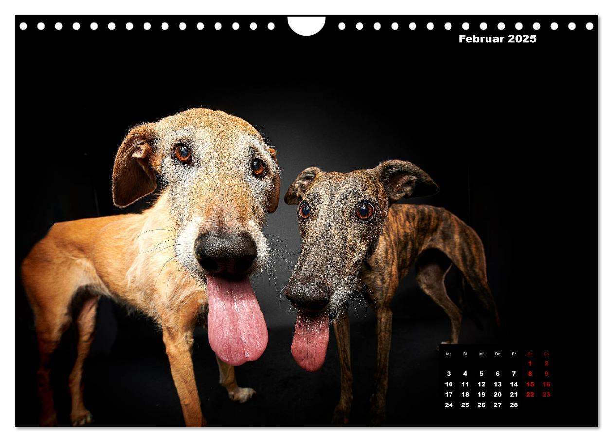 Bild: 9783435228911 | Die Stimme der Windhunde (Wandkalender 2025 DIN A4 quer), CALVENDO...