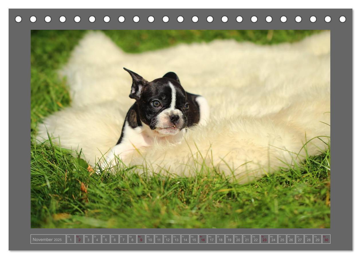 Bild: 9783435840038 | Französische Bulldoggen (Tischkalender 2025 DIN A5 quer), CALVENDO...