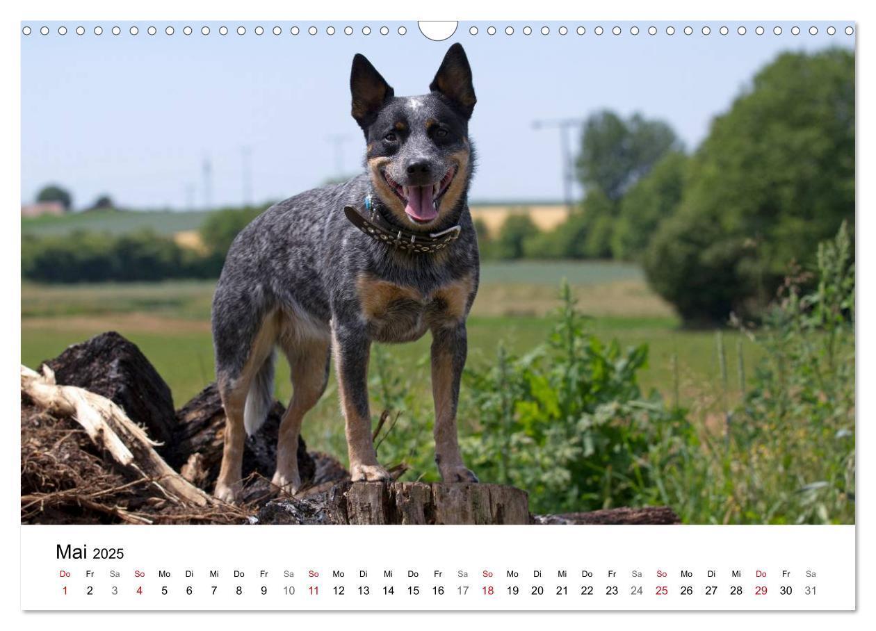 Bild: 9783435704736 | Faszinierende Australian Cattle Dogs (Wandkalender 2025 DIN A3...