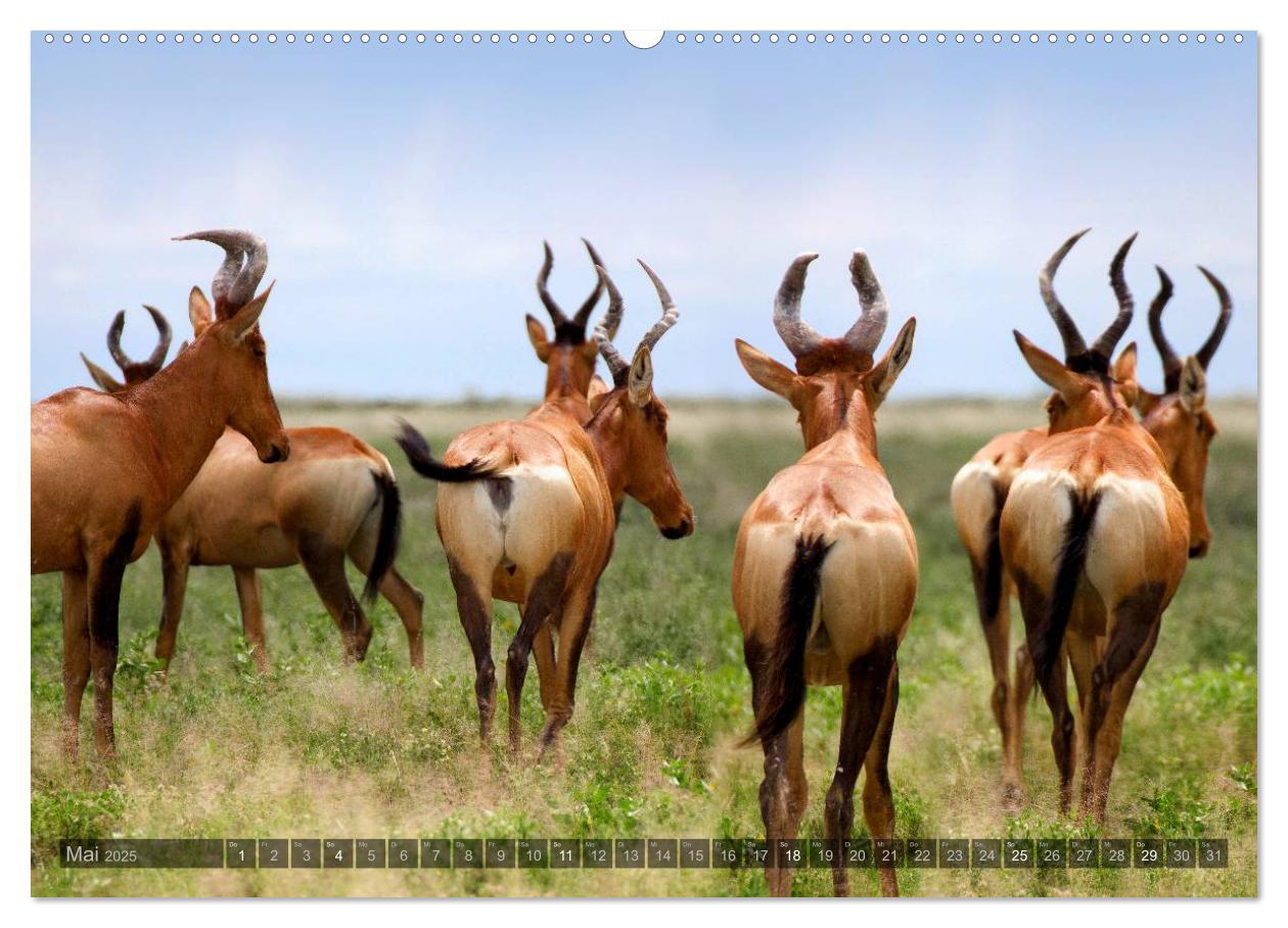 Bild: 9783435715558 | Namibia - Die Tierwelt (Wandkalender 2025 DIN A2 quer), CALVENDO...