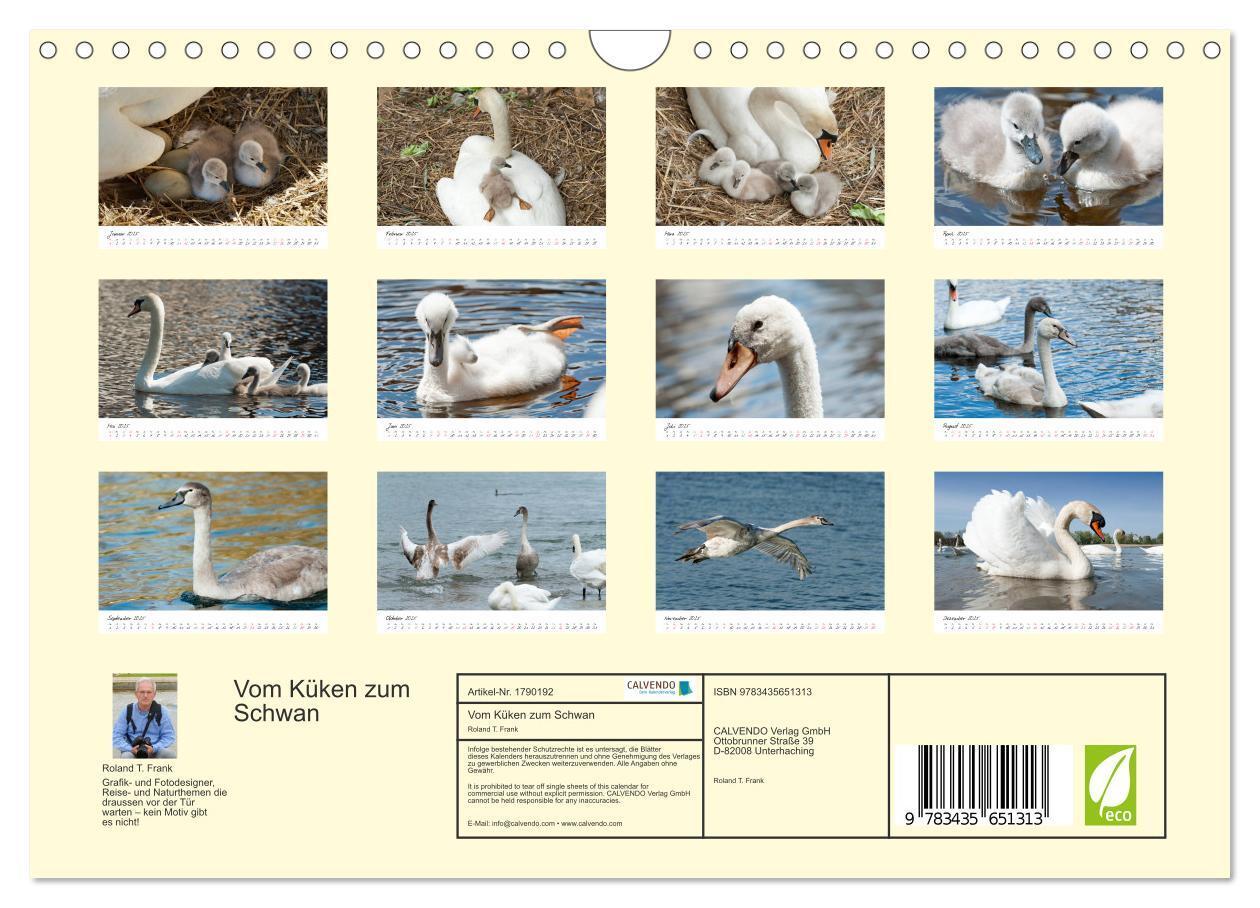 Bild: 9783435651313 | Vom Küken zum Schwan (Wandkalender 2025 DIN A4 quer), CALVENDO...