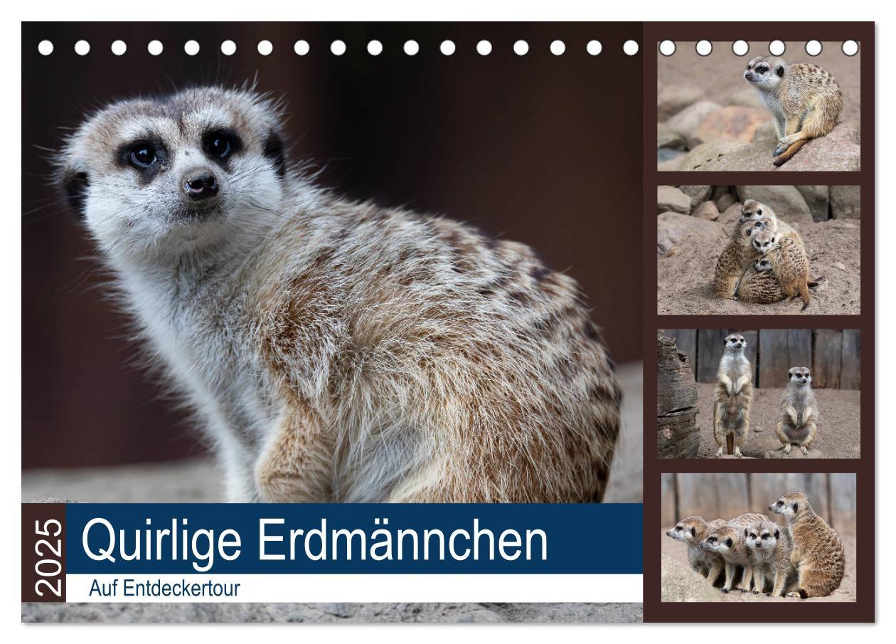 Cover: 9783435210206 | Quirlige Erdmännchen (Tischkalender 2025 DIN A5 quer), CALVENDO...