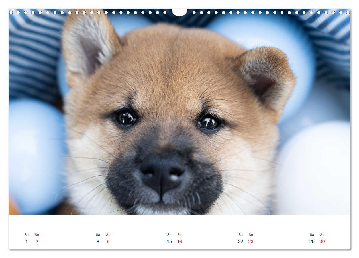 Bild: 9783457234143 | Shiba Inu - mutig, treu, selbstbewusst (Wandkalender 2025 DIN A3...