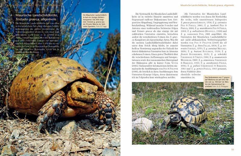 Bild: 9783866591806 | Das Schildkrötenjahr | Michael Wirth | Taschenbuch | 280 S. | Deutsch