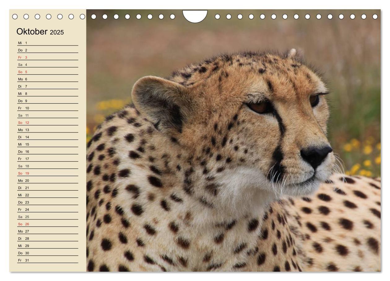 Bild: 9783435725328 | Die Lautlosen. Geparden und Leoparden (Wandkalender 2025 DIN A4...