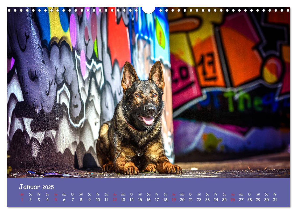 Bild: 9783435314157 | Hunde und Graffiti (Wandkalender 2025 DIN A3 quer), CALVENDO...