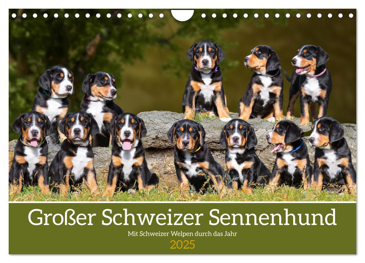 Cover: 9783383952814 | Großer Schweizer Sennenhund - Mit Schweizer Welpen durch das Jahr...