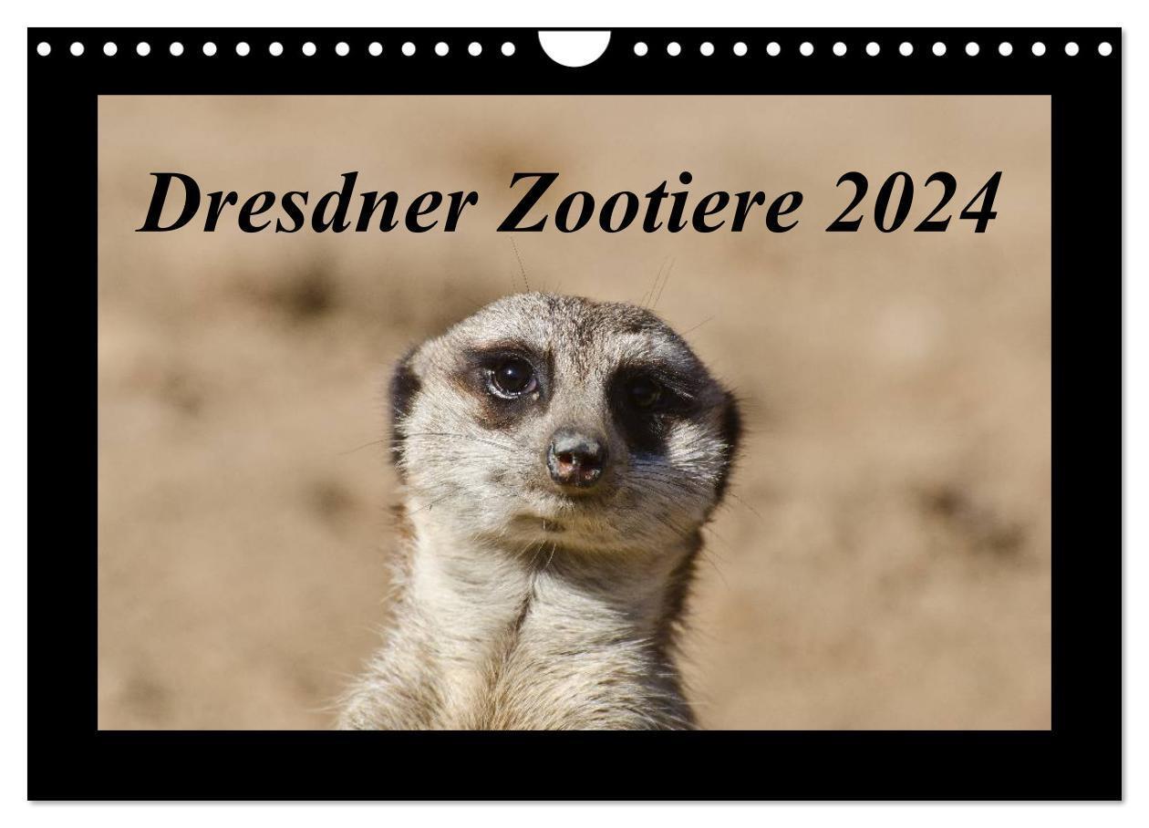 Cover: 9783383457944 | Dresdner Zootiere 2024 (Wandkalender 2024 DIN A4 quer), CALVENDO...