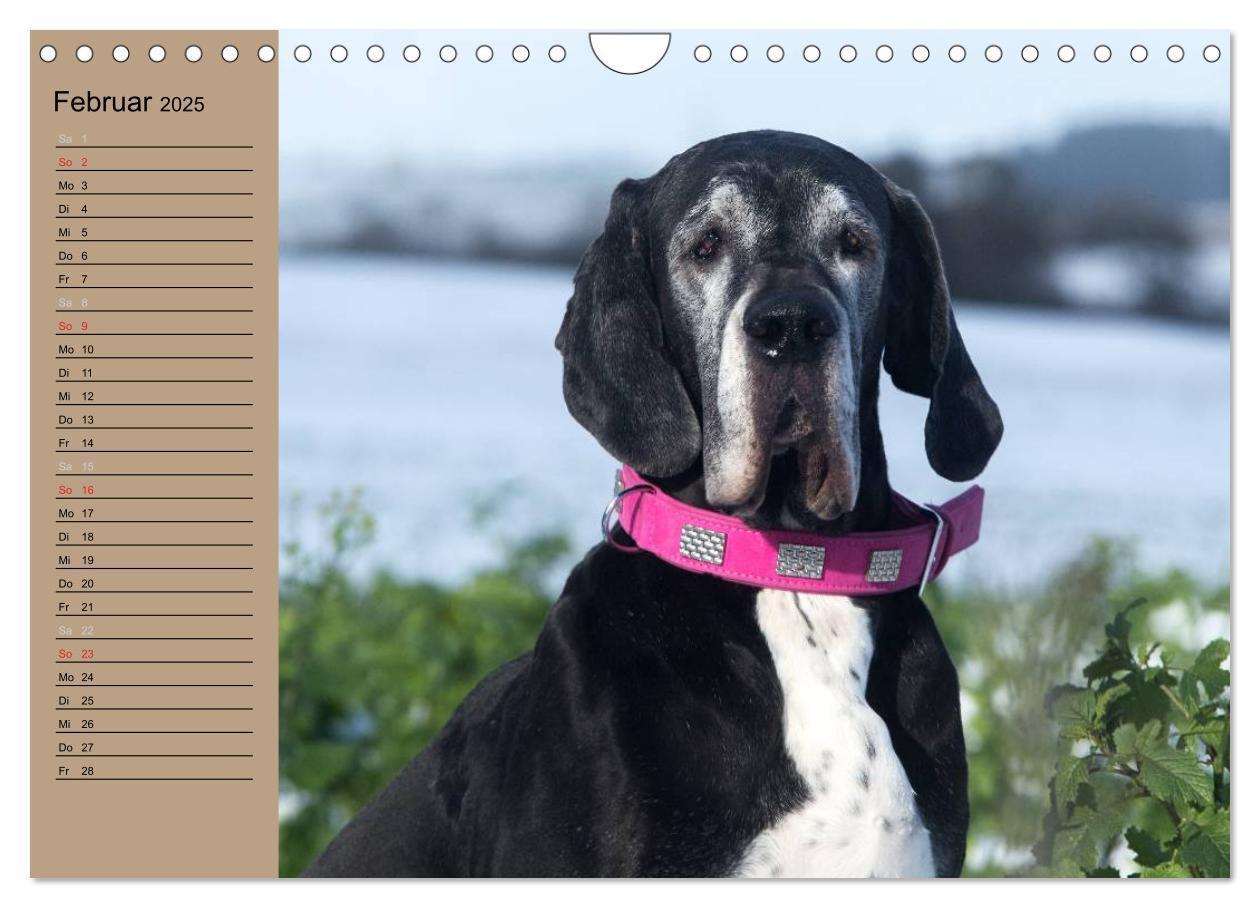 Bild: 9783435492305 | Deutsche Doggen - Sanfte Riesen (Wandkalender 2025 DIN A4 quer),...