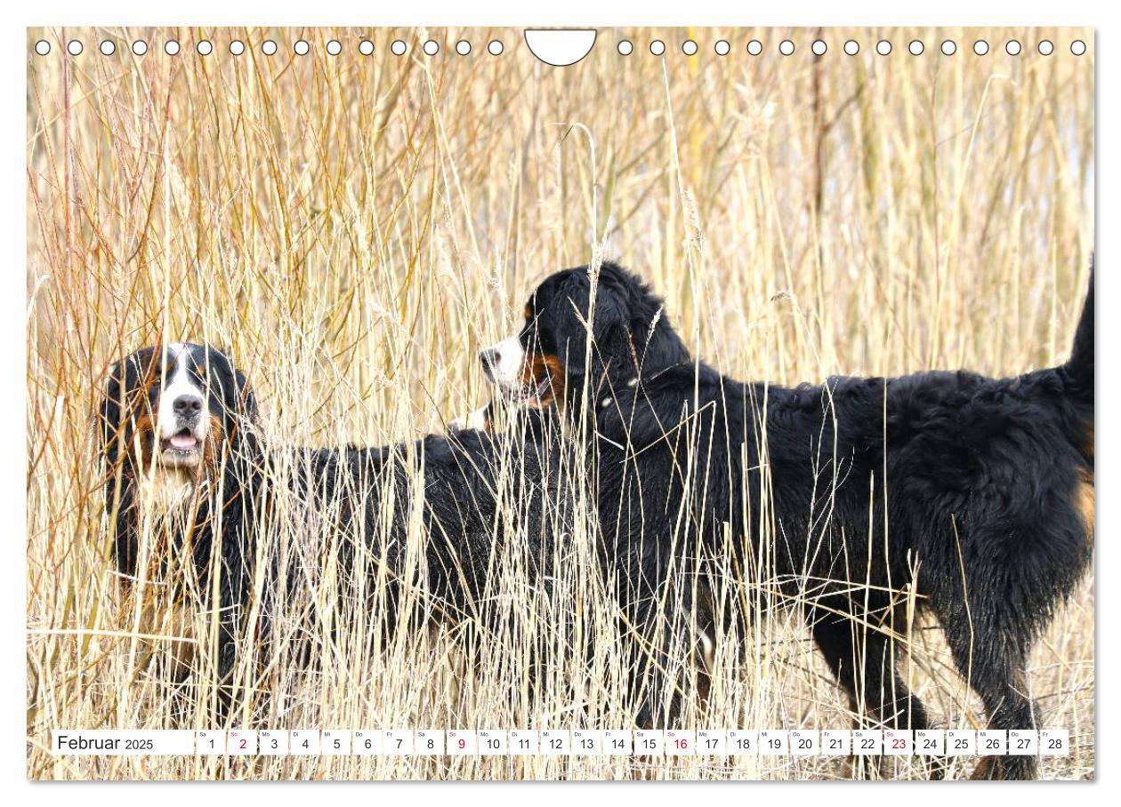 Bild: 9783435327522 | Berner Sennenhunde machen glücklich (Wandkalender 2025 DIN A4...