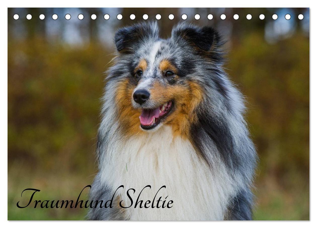 Cover: 9783435568758 | Traumhund Sheltie (Tischkalender 2025 DIN A5 quer), CALVENDO...