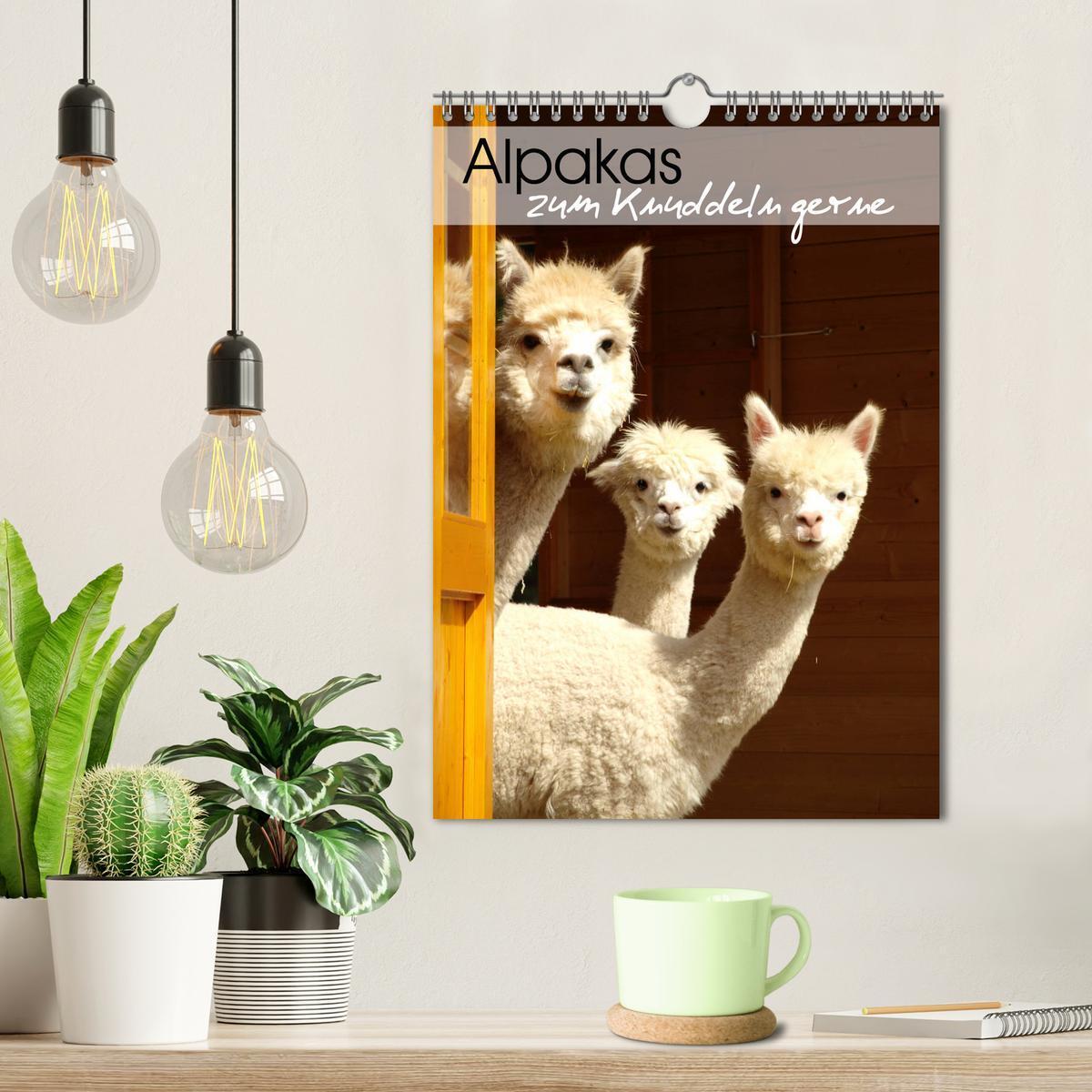 Bild: 9783435990849 | Alpakas zum Knuddeln gerne (Wandkalender 2025 DIN A4 hoch),...